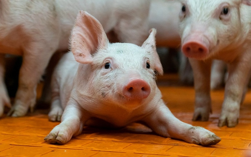 Рабочие места и новые условия жизни: что дает Рязанской области развитие АПК