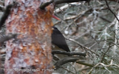 Рязанец в образе лешего подстерег редкую птицу
