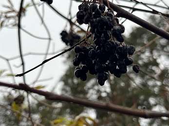 В рязанских лесах в декабре цветут цветы и растут грибы