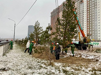 Сотрудники ГК "Зеленый сад" высадили сосны вдоль Муромского шоссе в Рязани