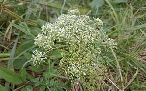 Рязанцам предстоит уничтожать инвазивные растения