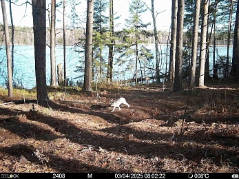 Фотоловушки заметили медведя, лису, оленя и зайца в Окском заповеднике