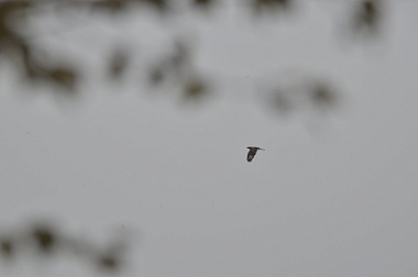 Дым без огня. Как выглядит лесной пожар под Рязанью спустя неделю 