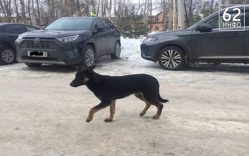 В Рязанской области отловят бездомных собак после жалоб жителей - 62ИНФО