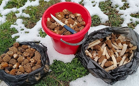 Рязанцы набрали три пакета сморчков в метель