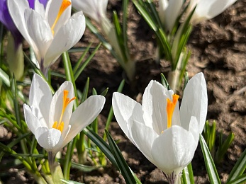 В Рязани цветут крокусы и пролески