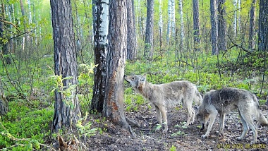 Окский заповедник показал снимки волков и рыси с фотоловушек
