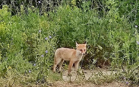 Лис меньше, лосей больше: в рязанских лесах посчитали диких зверей