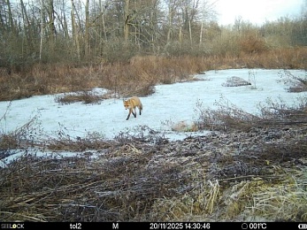 Сохатый провалил тест: в Окском заповеднике лед "взвесил" лося и лису