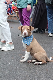 Рязанцы приютили 16 животных на выставке «Пойдём домой»