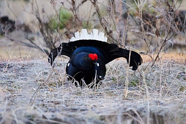 У рязанских тетеревов начался брачный сезон