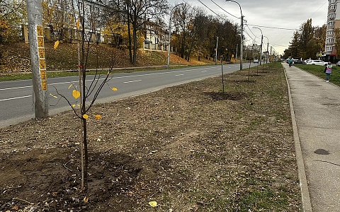 В Рязани высадили липы на улице Есенина