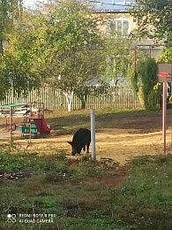  В посёлке в Сасовском районе заметили кабана 