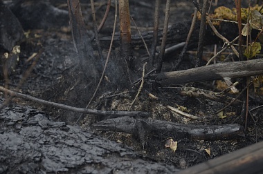 Дым без огня. Как выглядит лесной пожар под Рязанью спустя неделю 
