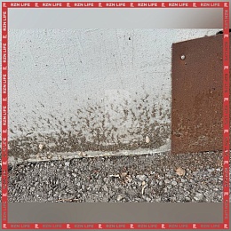 Рязанцы заметили огромное количество личинок непарного шелкопряда 