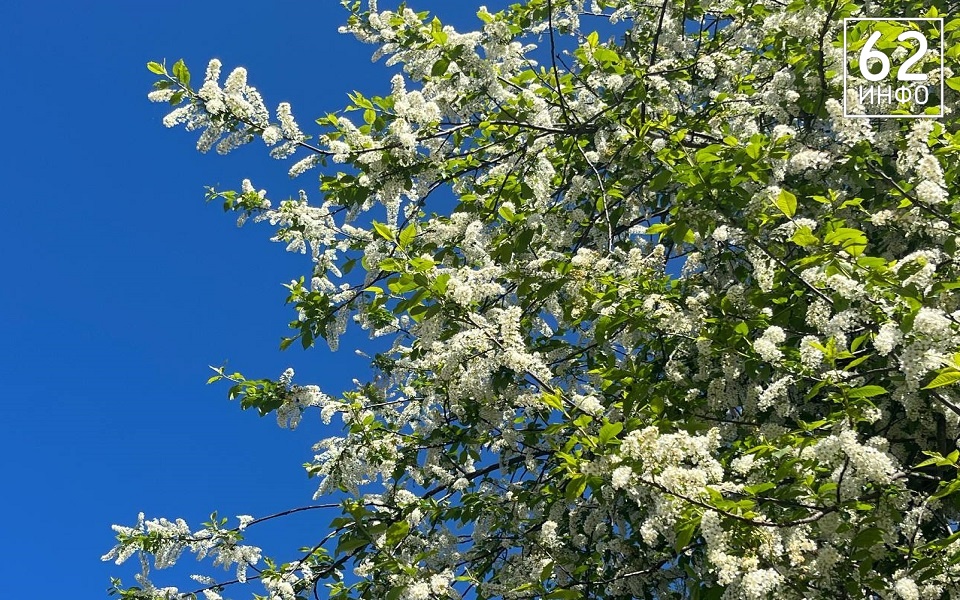 В Рязани заморозки до - 5°С продлятся до 10 мая из-за циклона - 62ИНФО