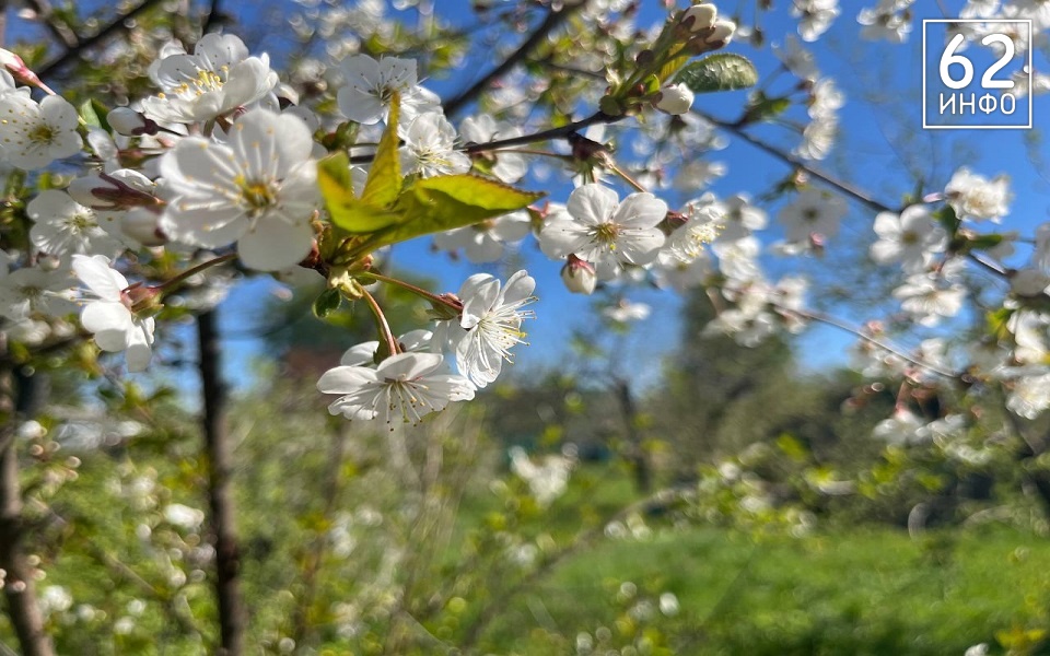 В Рязанской области померзли сады и рассада из-за заморозков - 62ИНФО
