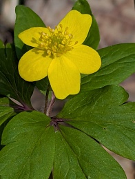 Рязанцам показали лесное «буйство красок и праздник жизни»