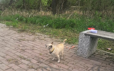 Рязанский Хатико: хозяева бросили в парке собаку с запиской