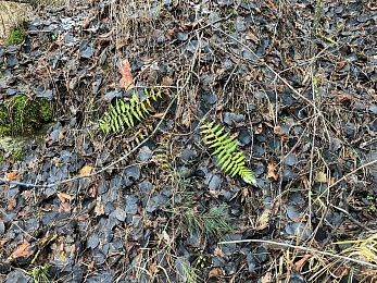 В рязанских лесах в декабре цветут цветы и растут грибы