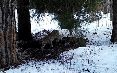 Окский заповедник показал снимки волков и рыси с фотоловушек