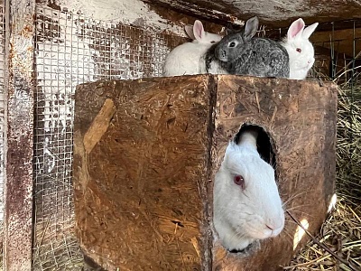 В Рязанской области выявили 11 нарушений в учёте животных на хозяйствах