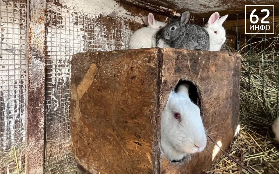 В Рязанской области выявили 11 нарушений в учёте животных на хозяйствах - 62ИНФО