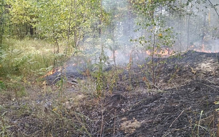 Рязанцам напомнили, куда звонить при лесном пожаре