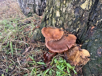 Аномальный февраль: в лесах под Рязанью распускается листва и растут грибы