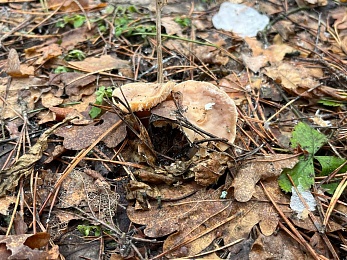 Грибники, к бою: в январе рязанские леса заполонили опята
