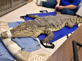 Рязанские ветеринары экстренно прооперировали крокодилицу Люсьен из цирка