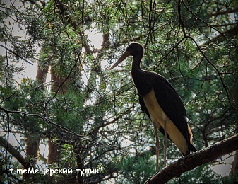 Рязанцам показали подросших птенцов черного аиста