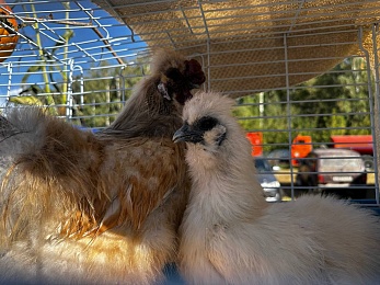 В Рязани провели праздник урожая «Спожинки»
