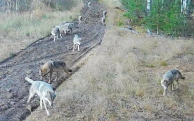 В Рязанской области вновь заметили стаю волков