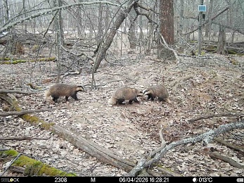 Окский заповедник показал фото кокетливого кабана и деловой лисы