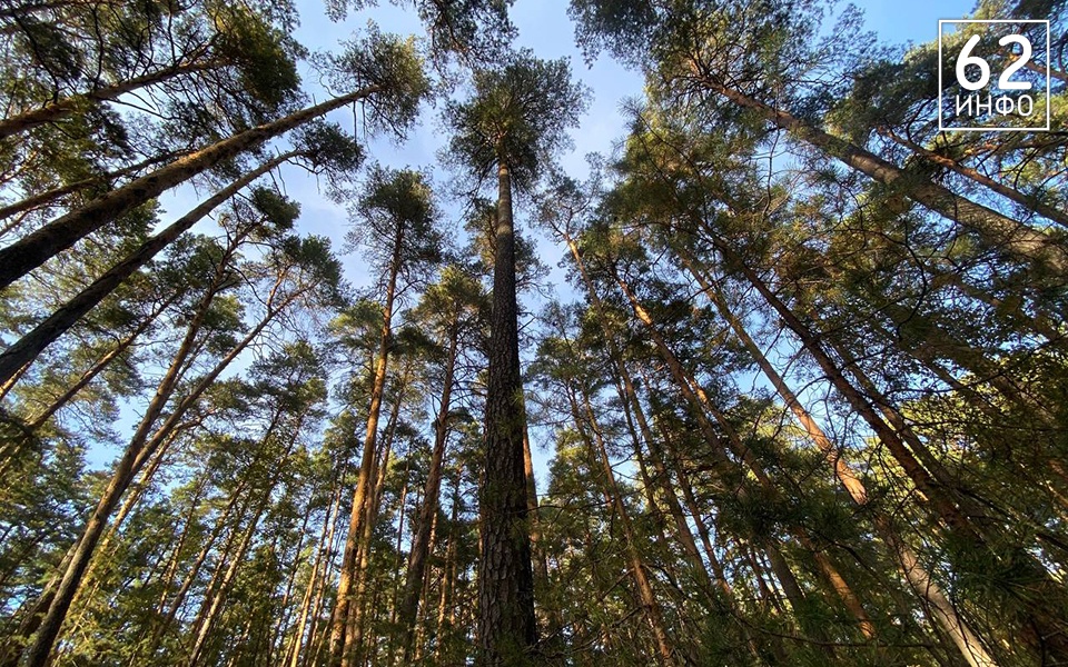 В рязанских лесах провели более 17 тысяч патрулирований с начала года - 62ИНФО