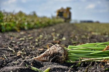Рязанские аграрии приблизились к рекорду по сбору зерна