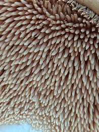 Странный, но вкусный: в рязанских лесах открыли сезон необычных грибов - 62ИНФО Странный, но вкусный: в рязанских лесах открыли сезон необычных грибов