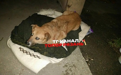 На улице МОГЭС мужчина избил собаку и выбросил ее на улицу