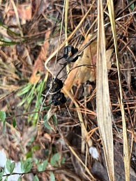 Грибники, к бою: в январе рязанские леса заполонили опята