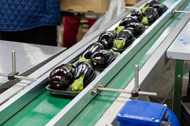 Тепличный комбинат в Рязанской области готовится выйти на полную мощность