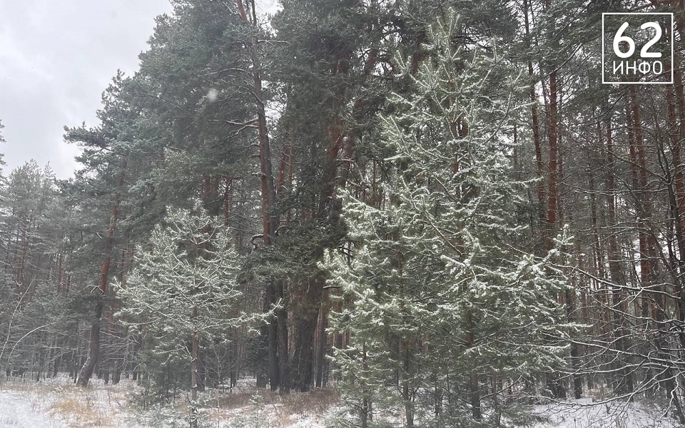 Рязанцев могут штрафовать за срубленные перед Новым годом елки на 700 000 рублей - 62ИНФО