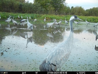 В рязанских лесах заметили серых журавлей и лося