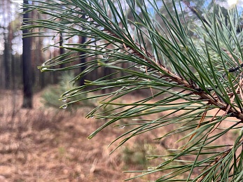 Аномальный февраль: в лесах под Рязанью распускается листва и растут грибы