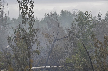 Дым без огня. Как выглядит лесной пожар под Рязанью спустя неделю 