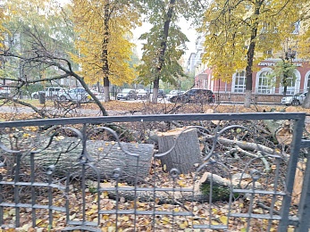 В Рязани корчуют деревья в сквере на Есенина - 62ИНФО В Рязани корчуют деревья в сквере на Есенина