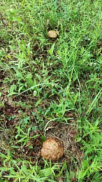 "Будет волна": рязанские леса заполняют белые грибы-гиганты