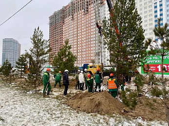 Сотрудники ГК "Зеленый сад" высадили сосны вдоль Муромского шоссе в Рязани