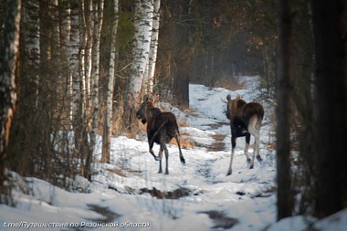 Рязанцы встретили на прогулке оленей и лосей