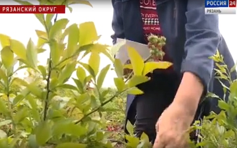 Рязанские аграрии хотят назвать новый сорт голубики "Ласково"